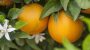 National Orange Blossom Day-5962