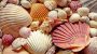 National Seashell Day-6053