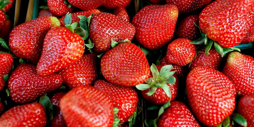 National California Strawberry Day in 2024/2025 When, Where, Why, How
