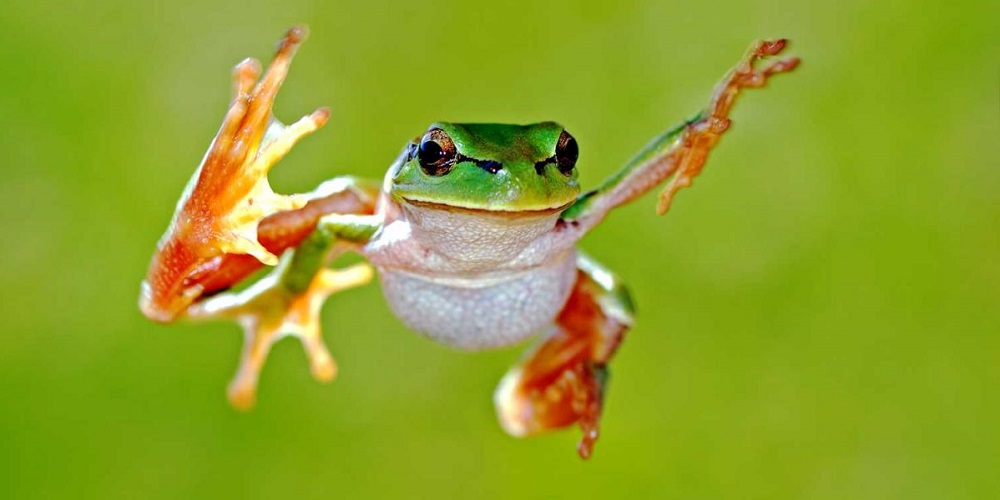 National Frog Jumping Day in 2024/2025 When, Where, Why, How is