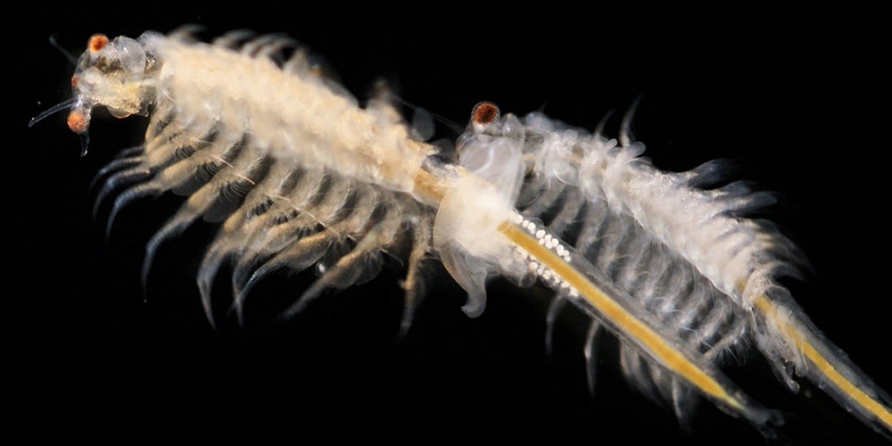 NATIONAL SEA MONKEY DAY - May 16, 2024 - National Today