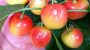 National Rainier Cherry Day-7015