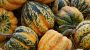 National Acorn Squash Day