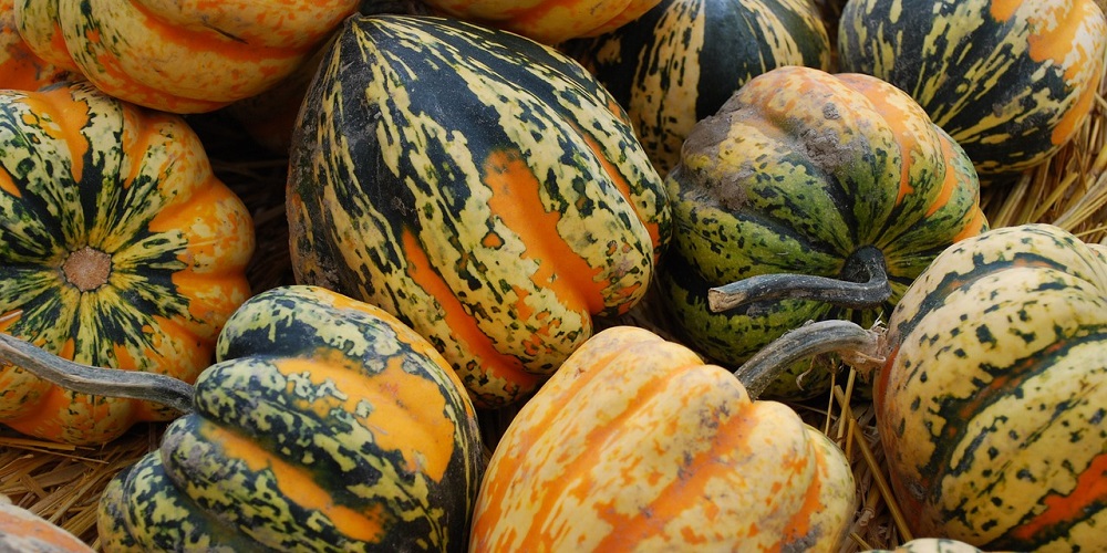 National Acorn Squash Day in 2025/2025 When, Where, Why, How is