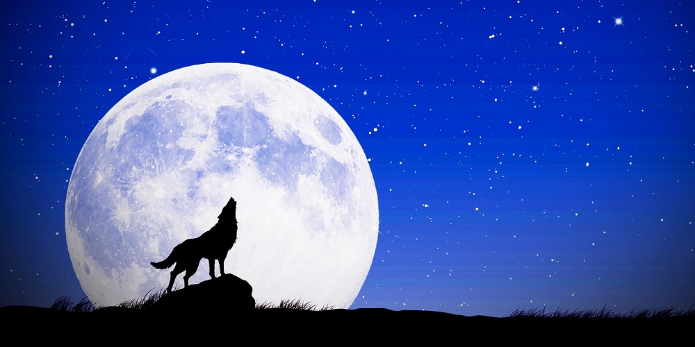 Howl At The Moon Day And Night in 2024/2025 When, Where, Why, How is