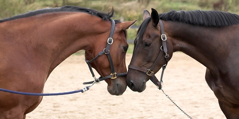 National I Love Horses Day in 2024/2025 When, Where, Why, How is