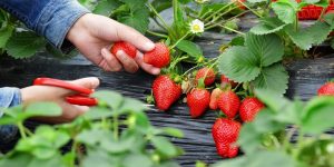 National Pick Strawberries Day