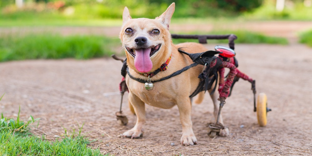 National SpeciallyAble Pets Day in 2024/2025 When, Where, Why, How
