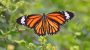 National Start Seeing Monarchs Day-8727