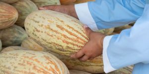 Turkmen Melon Day