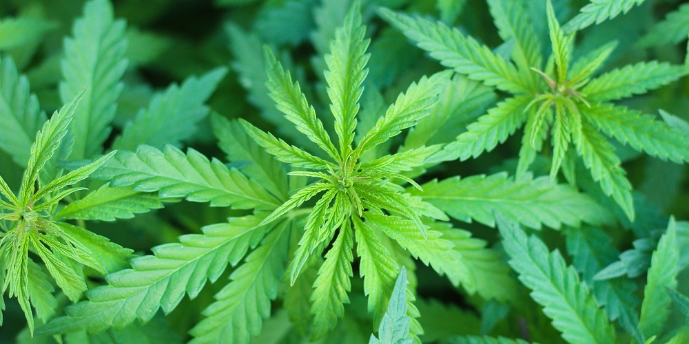 420 Day in 2024/2025 When, Where, Why, How is Celebrated?