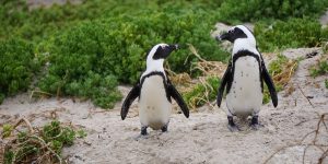 International African Penguin Awareness Day