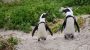 International African Penguin Awareness Day