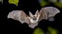 International Bat Nights