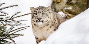 International Snow Leopard Day  