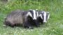 National Badger Day