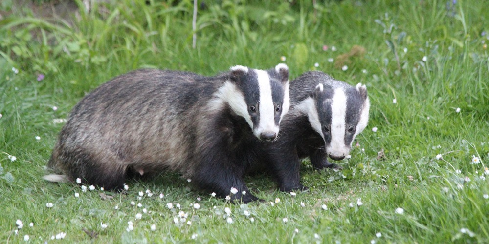 National Badger Day in 2023/2025 When, Where, Why, How is Celebrated?