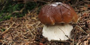 National Mushroom Day