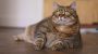 National Pet Obesity Awareness Day-11809