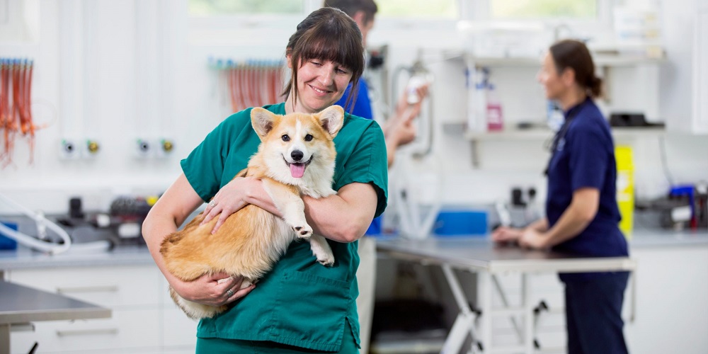 Vet Nurse Day in 2024/2025 When, Where, Why, How is Celebrated?