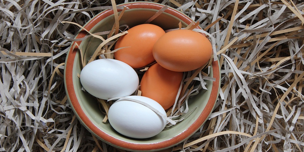 World Egg Day in 2024/2025 When, Where, Why, How is Celebrated?