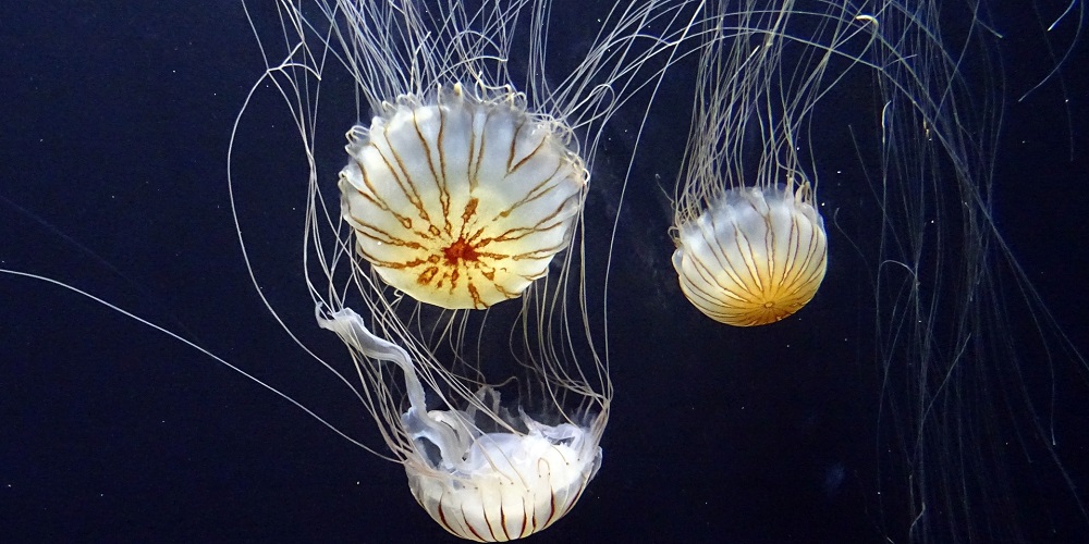 World Jellyfish Day in 2023/2024 When, Where, Why, How is Celebrated?