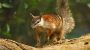 World Numbat Day