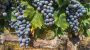 Cabernet Franc Day-12364