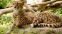 International Cheetah Day-12361