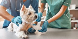 International Day Of Veterinary Medicine