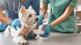 International Day Of Veterinary Medicine-12395