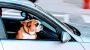 National Pet Travel Safety Day