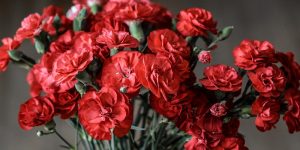 National Carnation Day