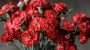 National Carnation Day-12813