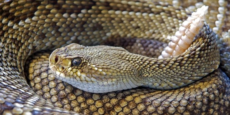 Rattlesnake Roundup Day in 2025/2026 - When, Where, Why, How is Celebrated?