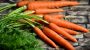 International Carrot Day-14319