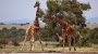 World Giraffe Day-14108