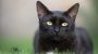 Black Cat Awareness Month-14449
