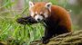 International Red Panda Day-14470