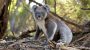 Save The Koala Day