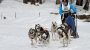 Sled Dog Day-14527