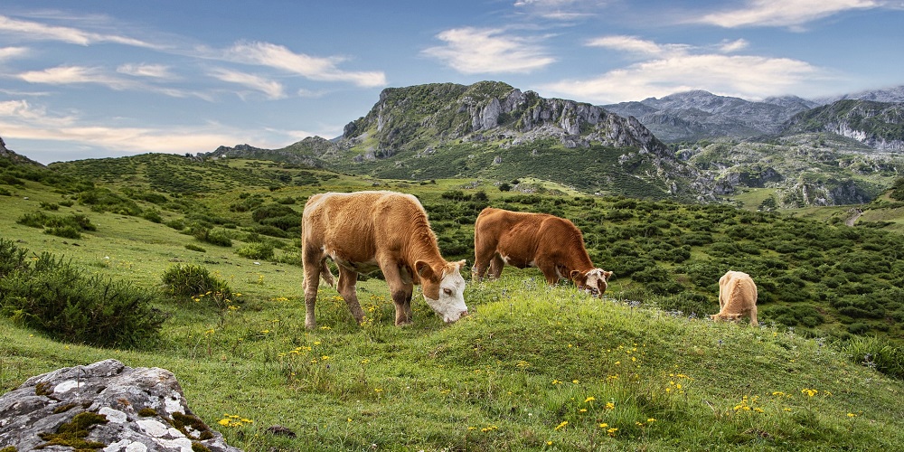 Cow Appreciation Day in 2025/2025 When, Where, Why, How is Celebrated?