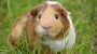 Guinea Pig Appreciation Day-15040