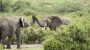 World Elephant Day-14744