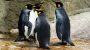 World Penguin Day-14916