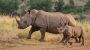 World Rhino Day-14947