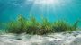 World Seagrass Day-15182