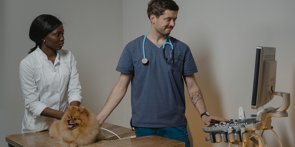 World Veterinary Day in 2025/2026 - When, Where, Why, How is Celebrated?