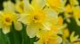 Daffodil Day-15513