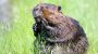 International Beaver Day-16333